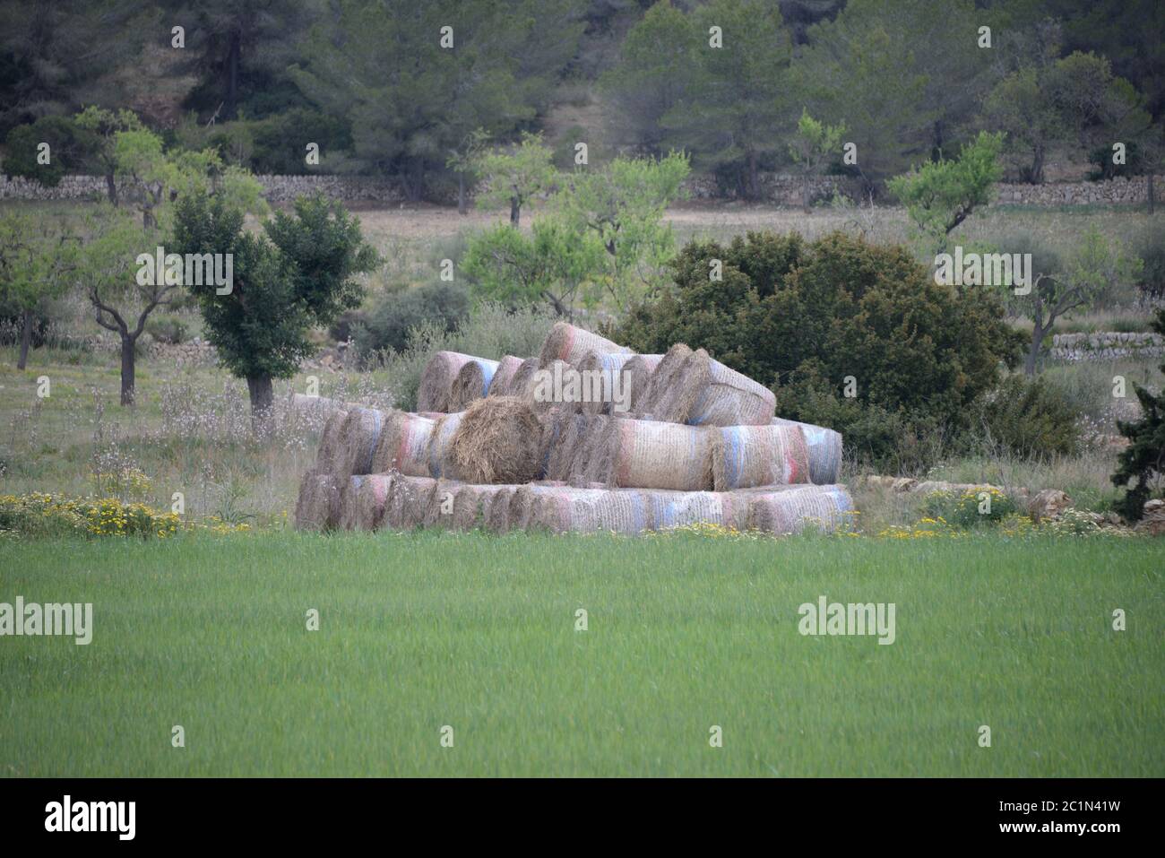 Strohballen auf einer Wiese auf der Baleareninsel Mallorca, Spanien Stockfoto