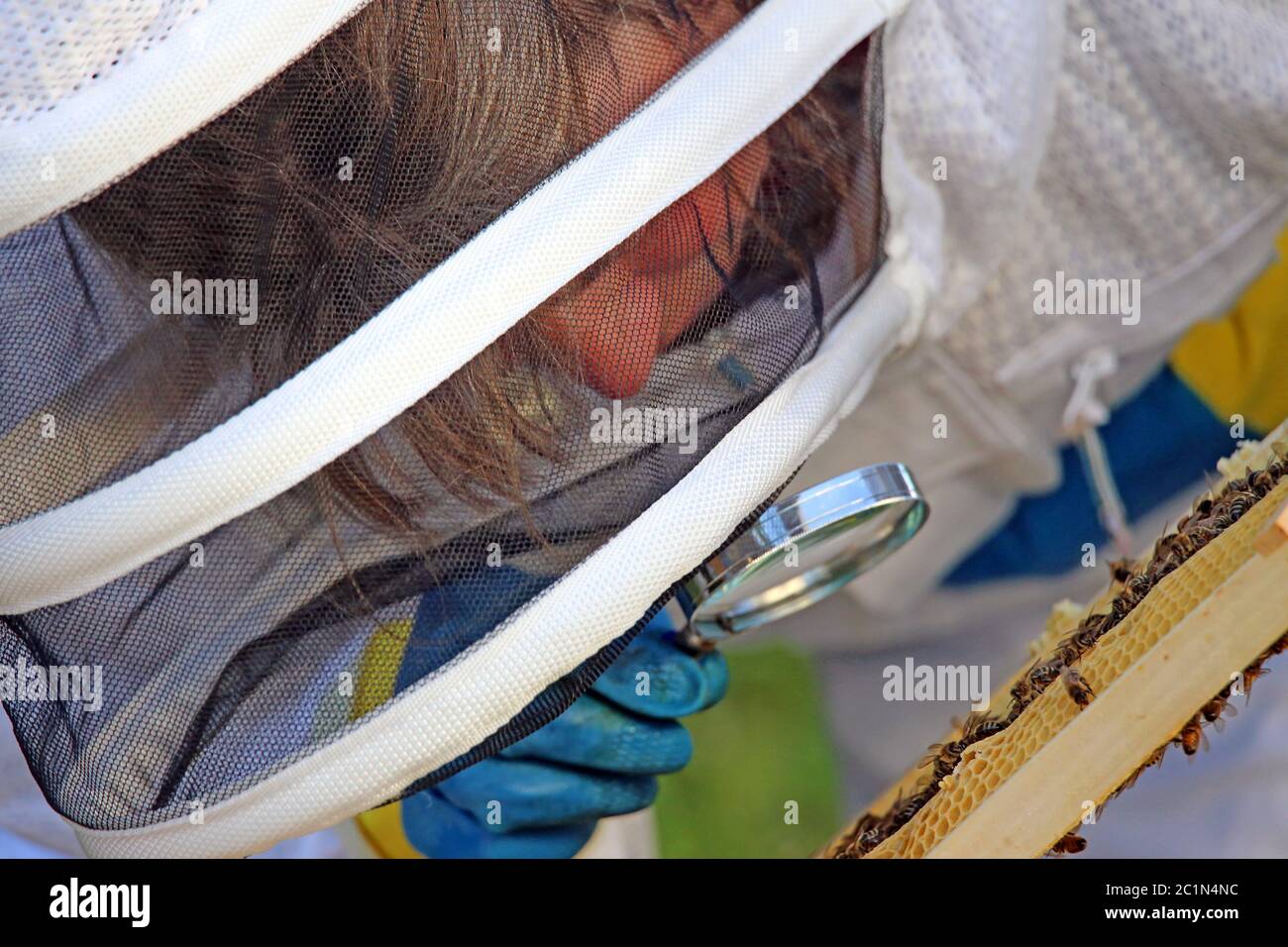 Imker untersucht ihre Bienenkolonie Stockfoto