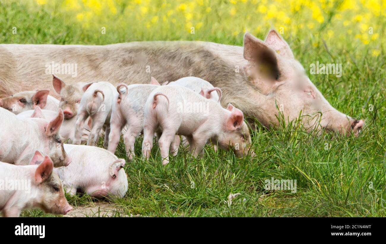 Glückliche Schweine auf einer blühenden Wiese im Frühling Stockfoto