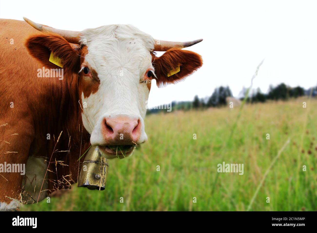 Hübsches Fleckvieh mit Hörnern und Glocke auf der Weide. Fleckvieh-Kuh grast Stockfoto