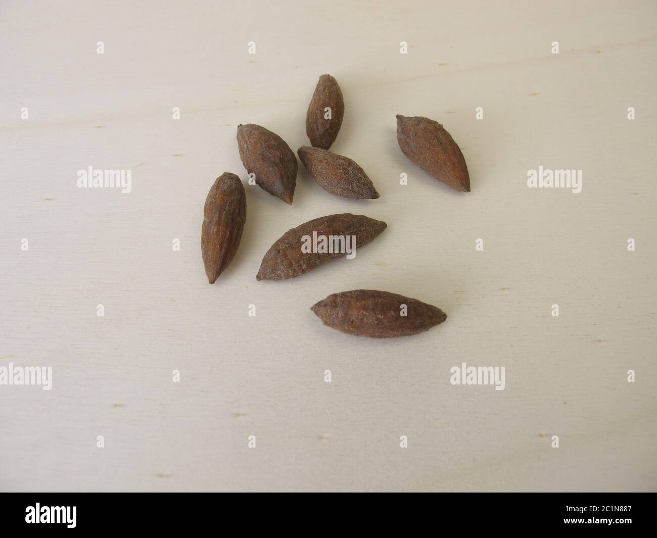 Olivenkerne, um einen Olivenbaum anzubauen Stockfoto