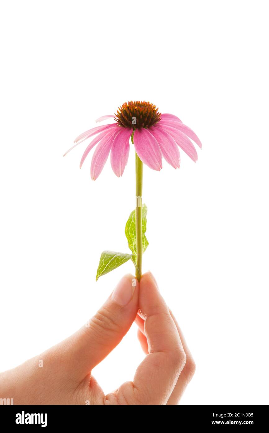 Echinacea Blume isoliert auf weiß. Stockfoto