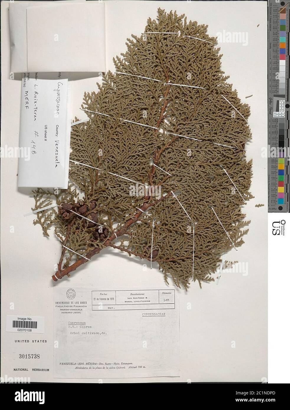 Cupressus sp Cupressus sp. Stockfoto