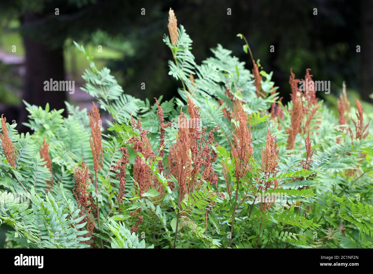 Königsfarn Osmunda regalis Stockfoto