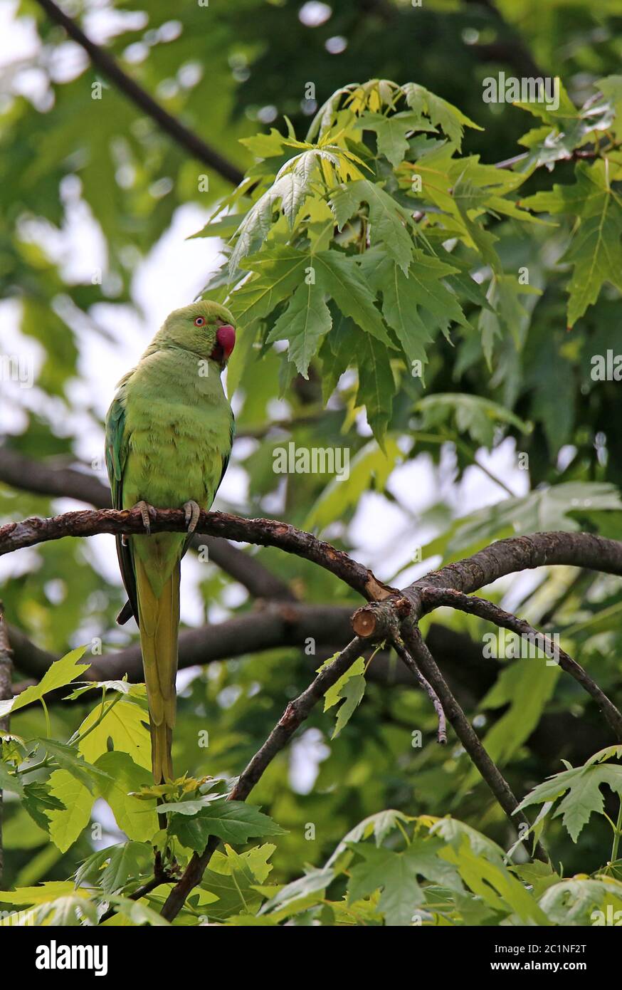 Freilebende Kragenbrüderin Psittacula krameri in Heidelberg Stockfoto
