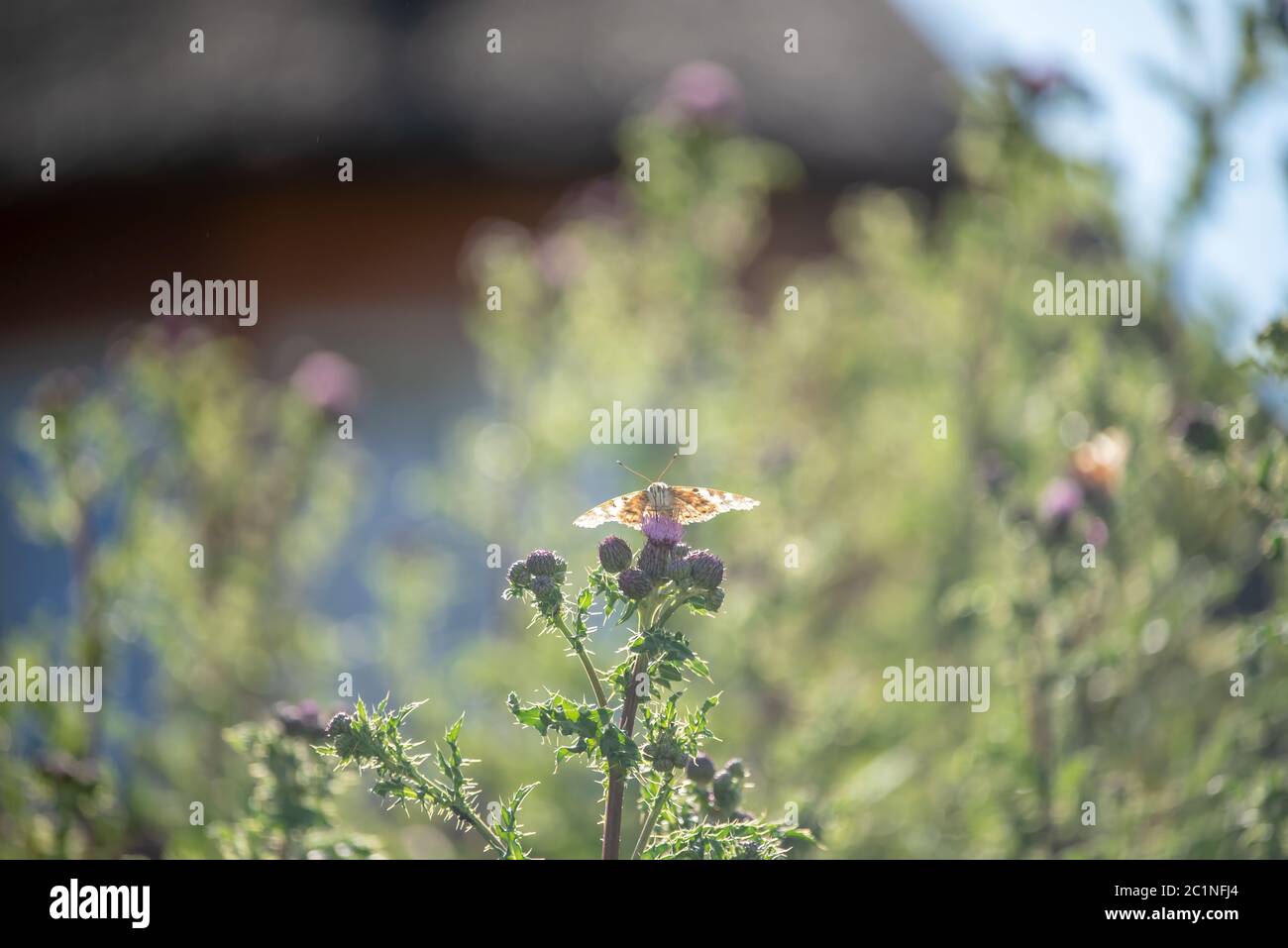 Thistle Butterfly Stockfoto