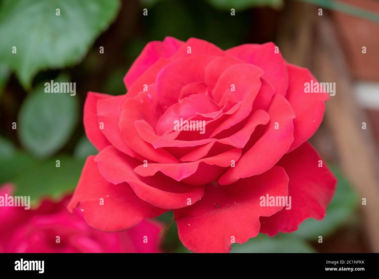 Rote Rosen Stockfoto