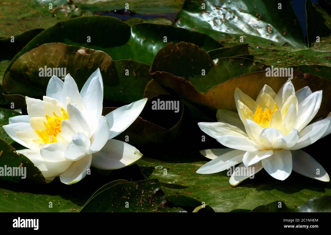 Beliebte zierpflanze Fotos und Bildmaterial in hoher Auflösung Alamy