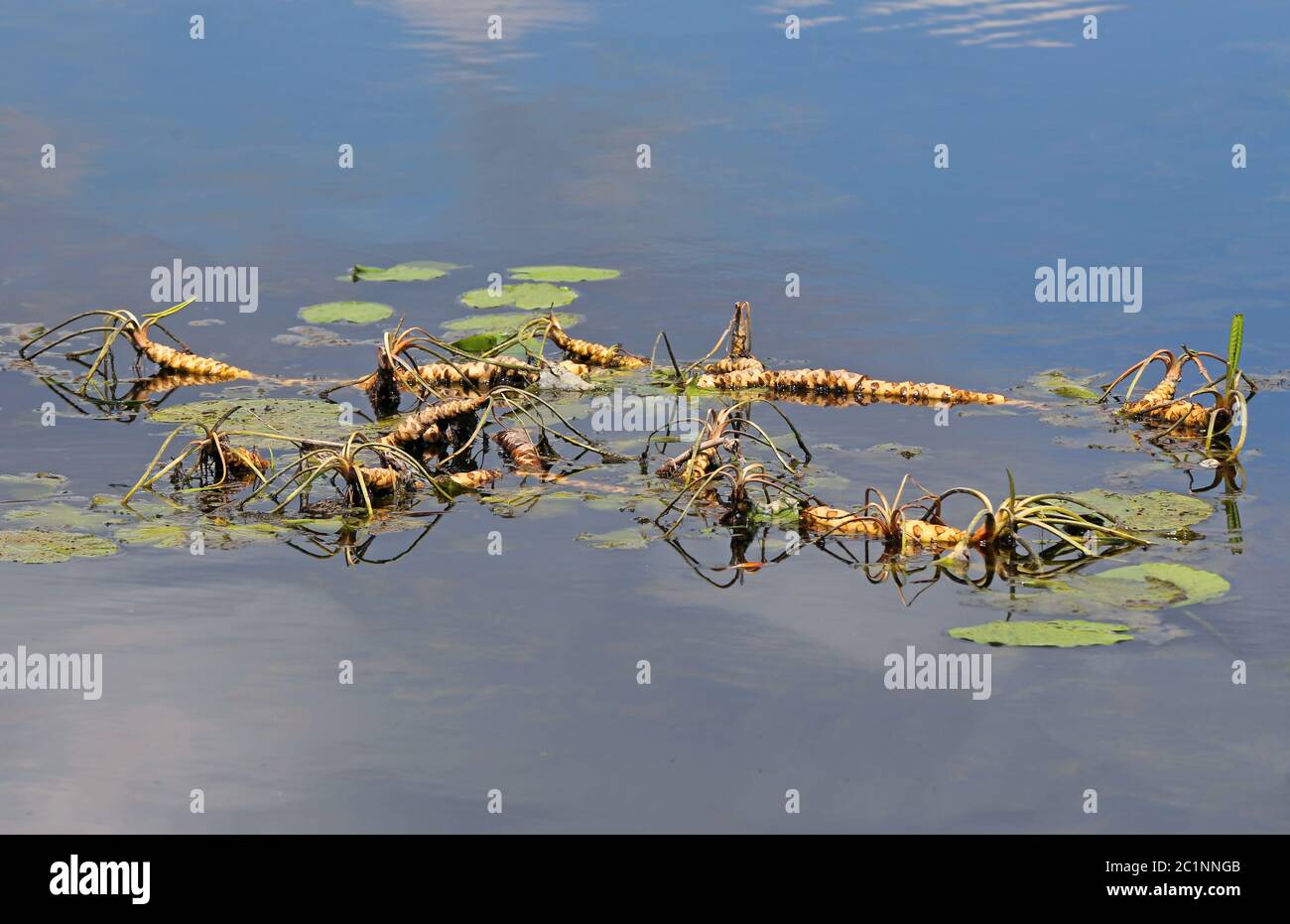 Rhizom eines Teiches stieg auf dem Federsee Stockfoto