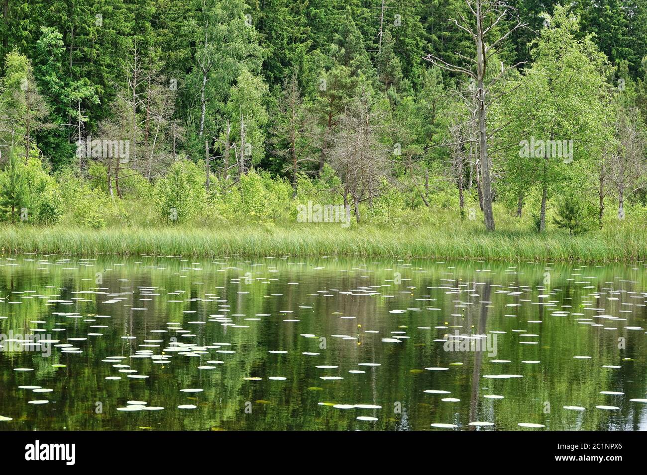 Moorsee Blinder See bei Kanzach am Federsee Stockfoto