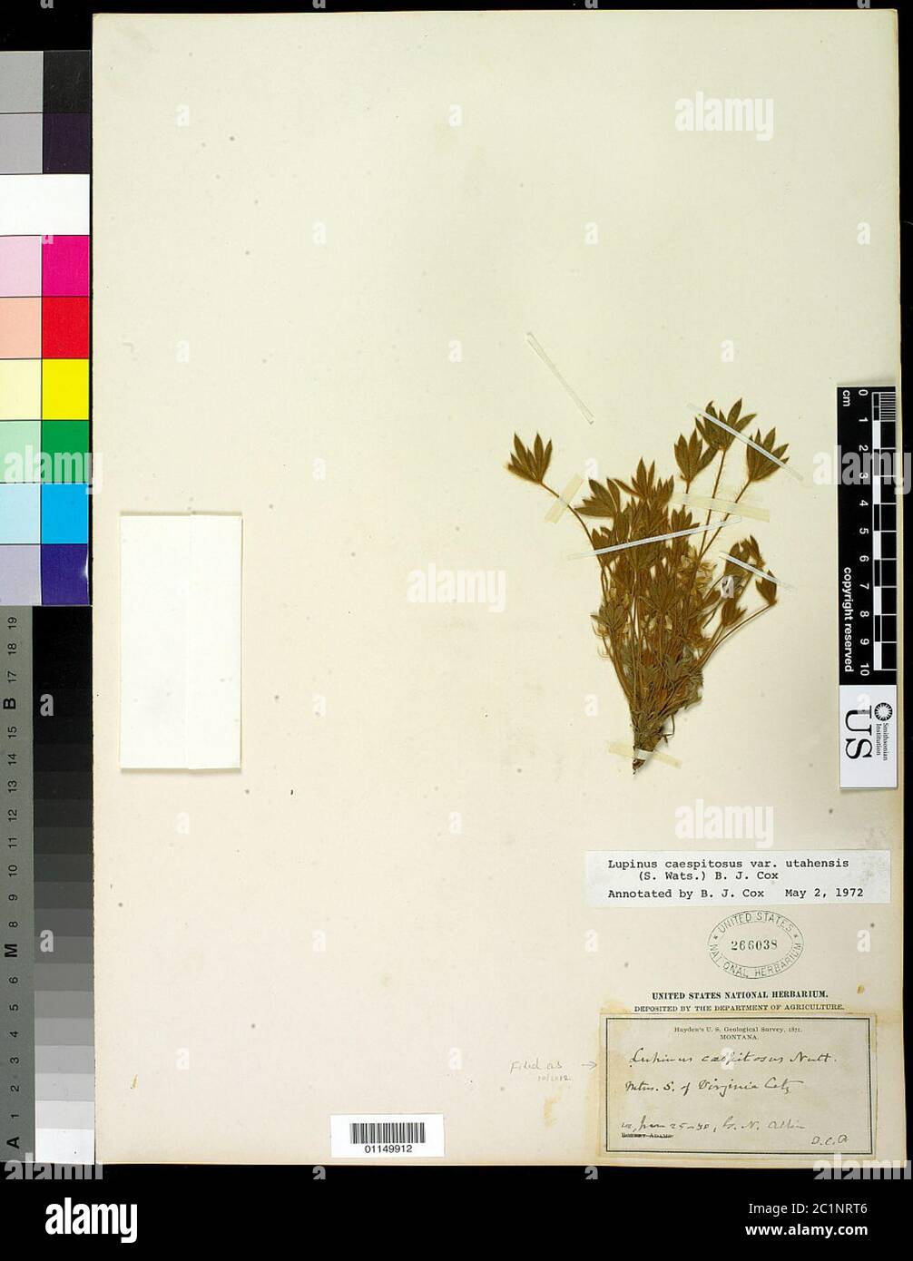 Lupinus caespitosus Nutt Lupinus caespitosus Nutt. Stockfoto