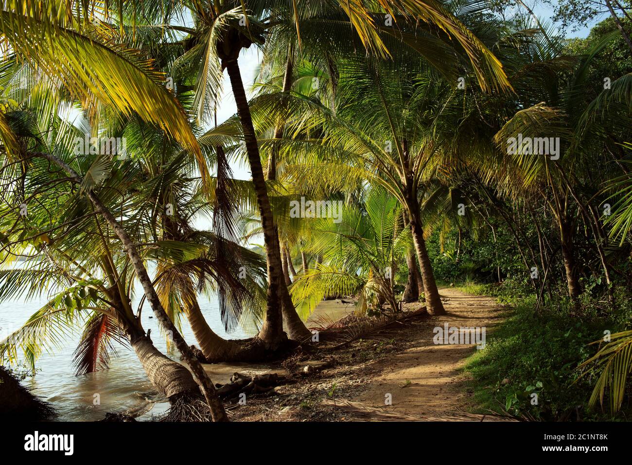 Palmen und Wanderweg entlang der Küste, die zum Strand von Starfish, Isla Colon, Provinz Bocas del Toro, Panama führt Stockfoto