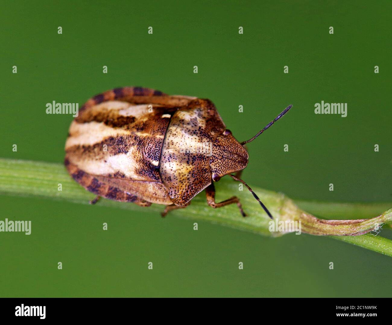 Turtle Bug Eurygaster testudinaria Stockfoto