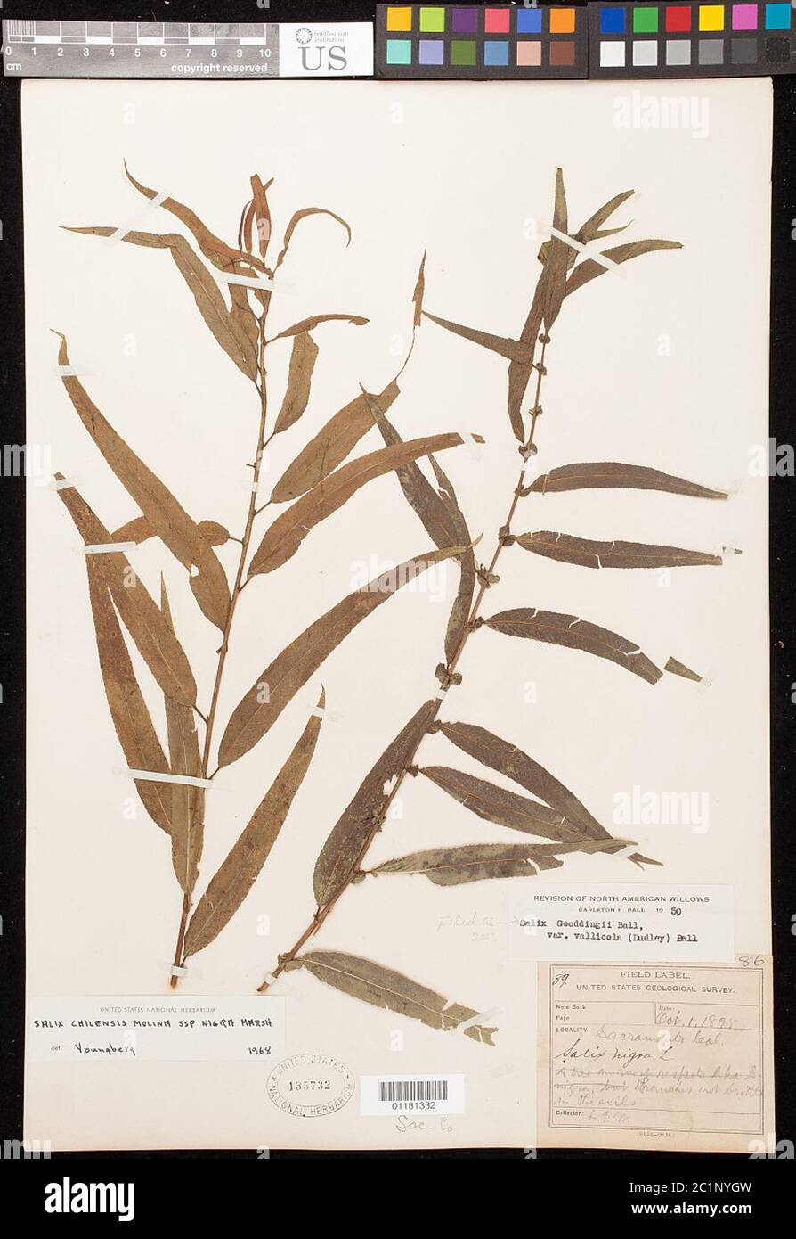 Salix goodingii var vallicola ined Salix goodingii var vallicola ined. Stockfoto