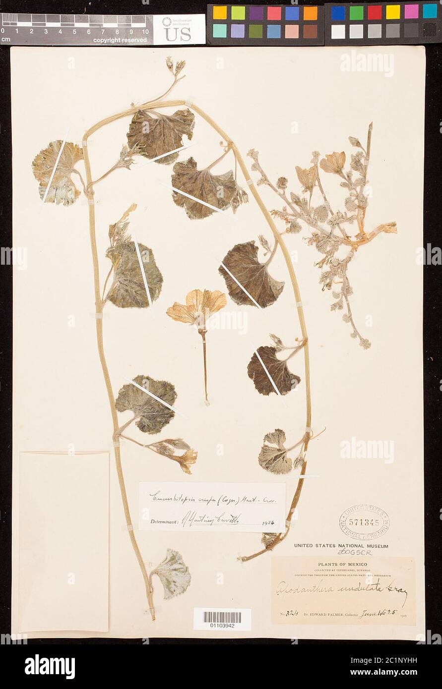 Apopdanthera crispa Cogn Apopdanthera crispa Cogn. Stockfoto