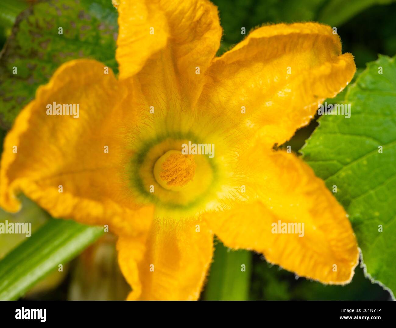 Gelbe Blume von Zucchini oder Squash Pflanze, Cucurbita pepo, 'Black Jack'. Diese Makroaufnahme zeigt das Detail der Staubgefäße in der männlichen Blüte, Nahaufnahme Stockfoto