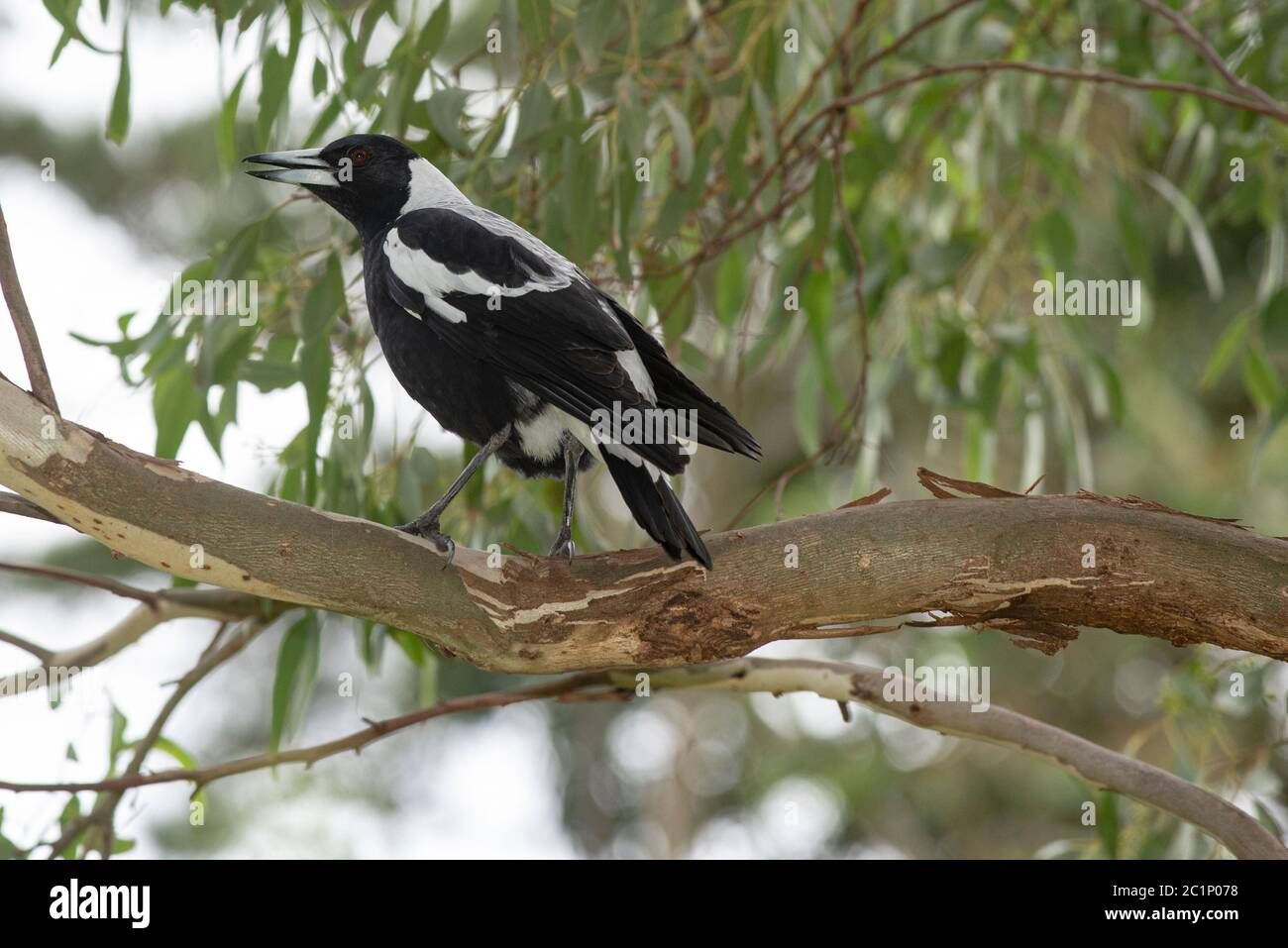 Australische Elster in gumtree, Victoria Australien Stockfoto