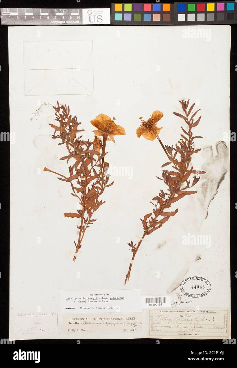 Oenothera hartwegii subsp pubescens A Grey WL Wagner hoch Oenothera hartwegii subsp pubescens A Grey WL Wagner hoch. Stockfoto