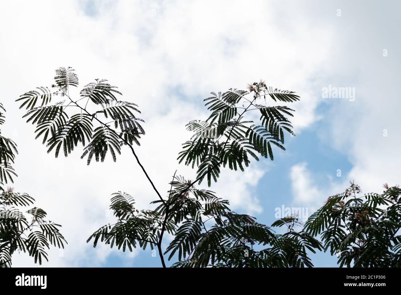 Mimosa Baum auch Seidenbaum gegen einen blauen Himmel und wispy weißen Wolken genannt. Schnell wachsender Zierbaum mit puffball rosa aromatischen Blüten. Stockfoto