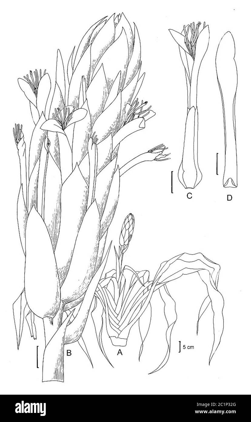 Pitcairnia altensteinii var altensteinii Pitcairnia altensteinii var altensteinii. Stockfoto