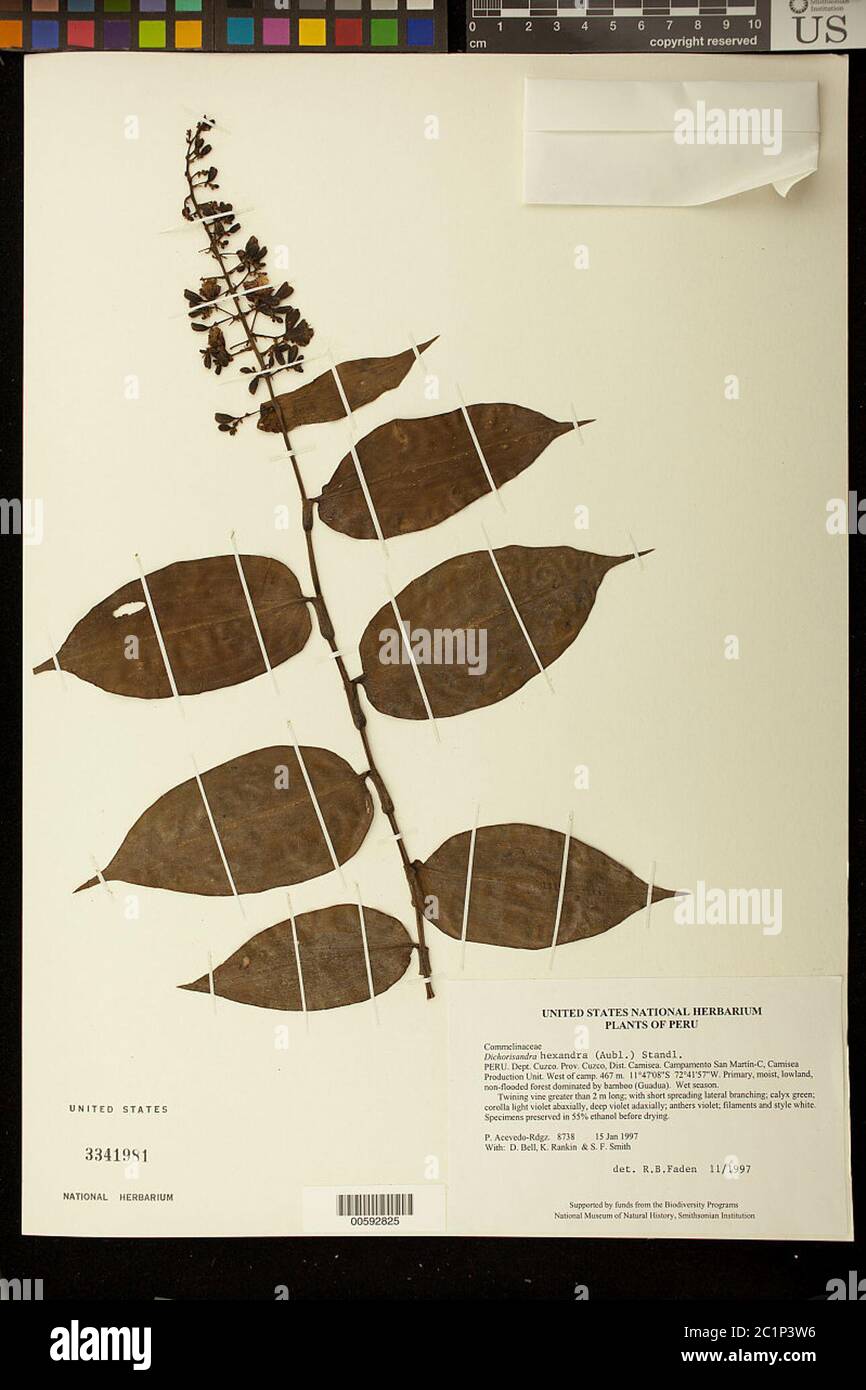 Dichorisandra hexandra Aubl Standl Dichorisandra hexandra Aubl Standl. Stockfoto