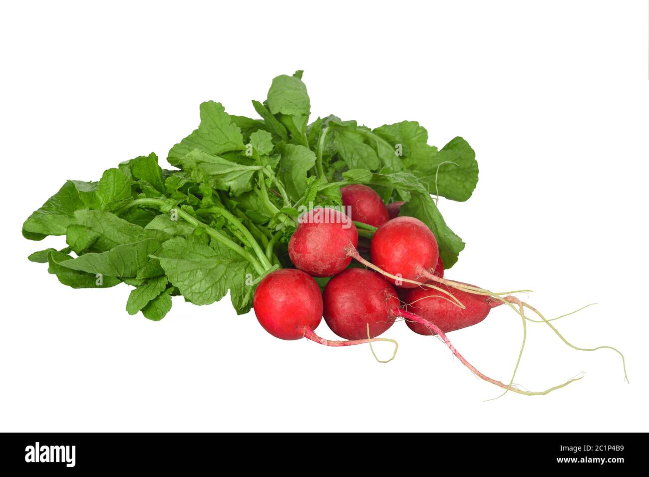 Haufen Radieschen isoliert auf weißem Hintergrund Nahaufnahme Stockfoto