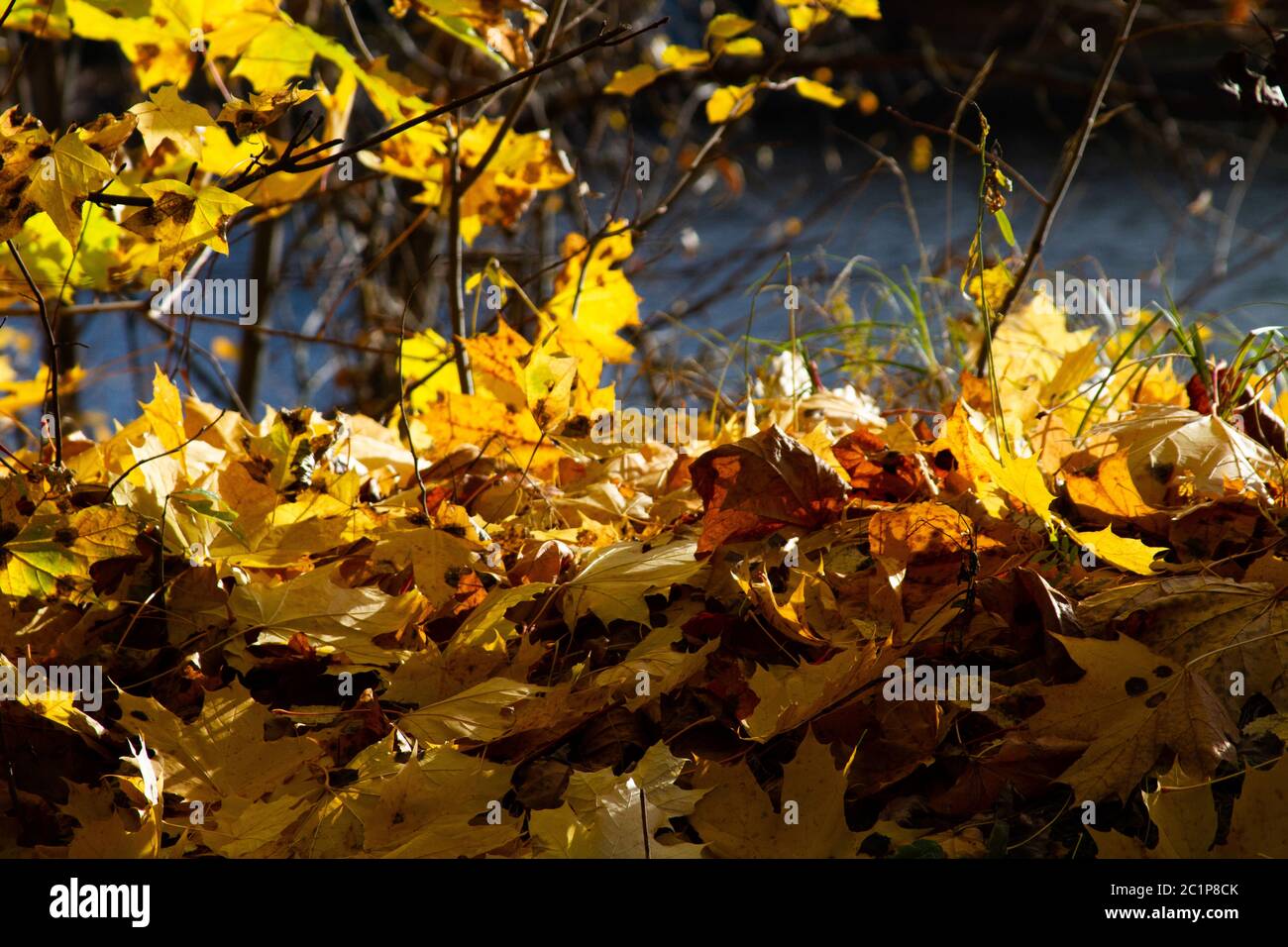 Herbst Ahorn Blätter Hintergrund, Sonnenlicht. Park oder Wald Stockfoto
