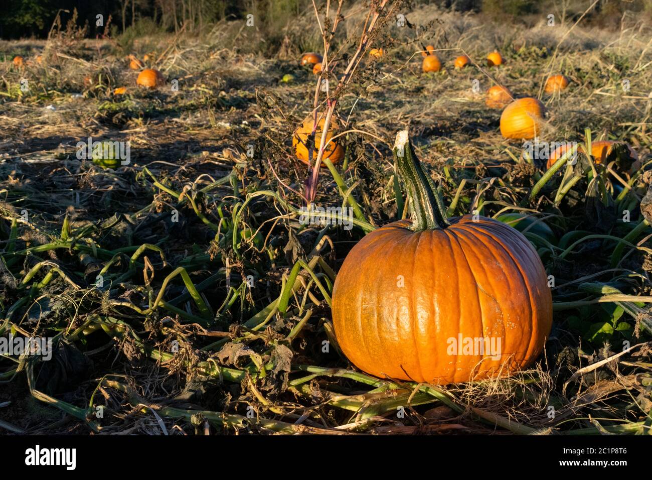 Kürbis in einem Kürbispflaster, Morris County, New Jersey, USA Stockfoto