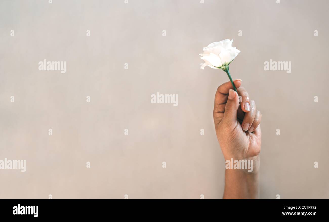 Weibliche Hand mit einer weißen Eustoma Blume Stockfoto