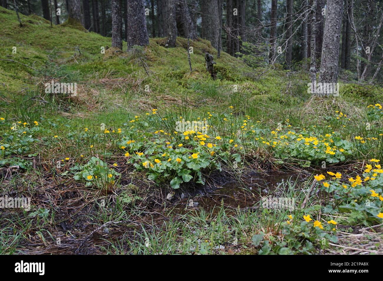 Marschmarmeltier (Caltha palustris) am Rande eines Grabens Stockfoto