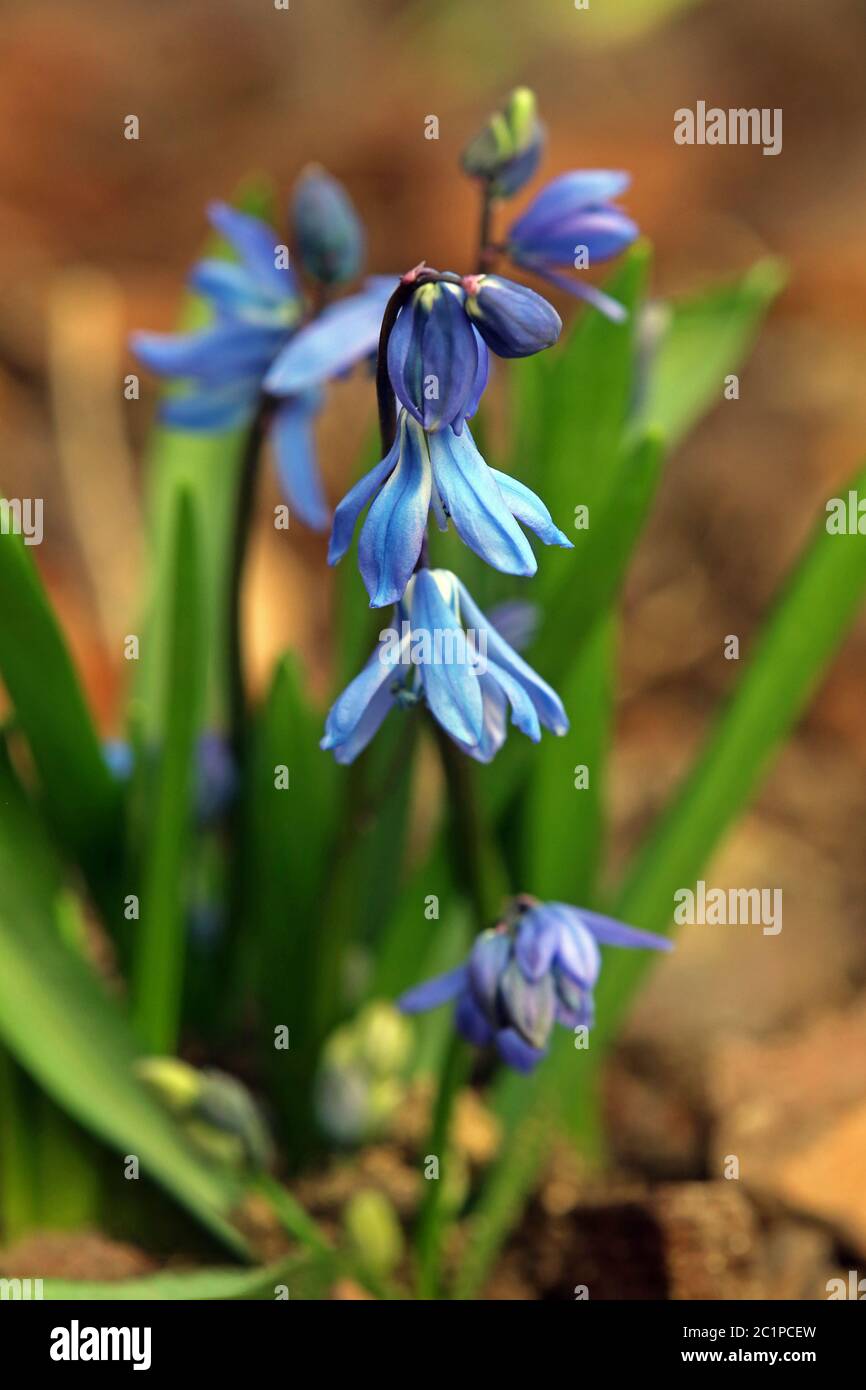 Sibirischer blauer Stern Scilla siberica Stockfoto