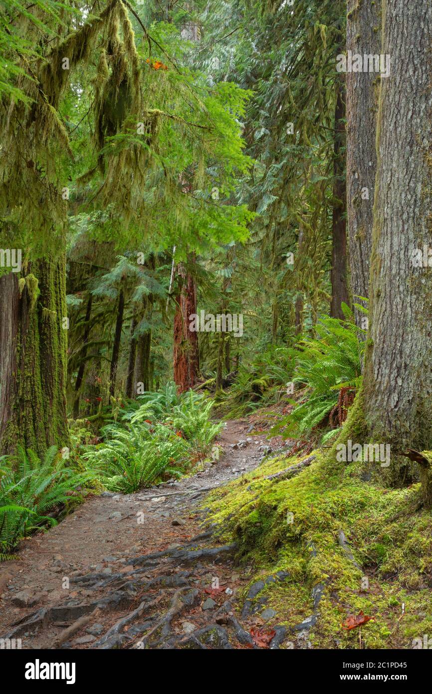 WA16827-00...WASHINGTON - der Hoh River Trail im Hoh Rain Forest Bereich des Olympic National Park. Stockfoto