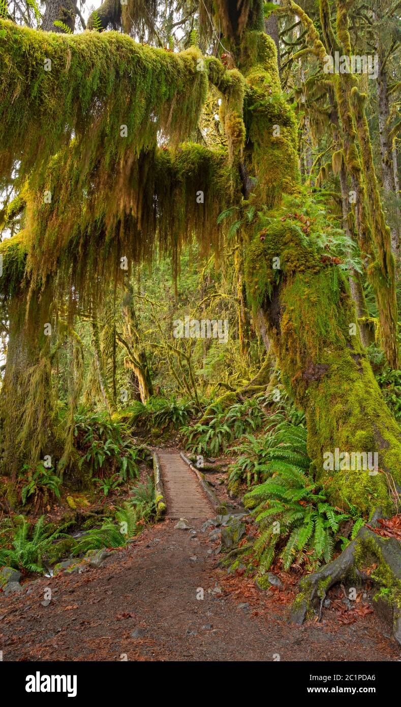 WA16829-00...WASHINGTON - Hoh River Trail an der Mineral Creek Bridge an einem luftigen Tag im Hoh Rain Forest Bereich des Olympic National Park. Stockfoto