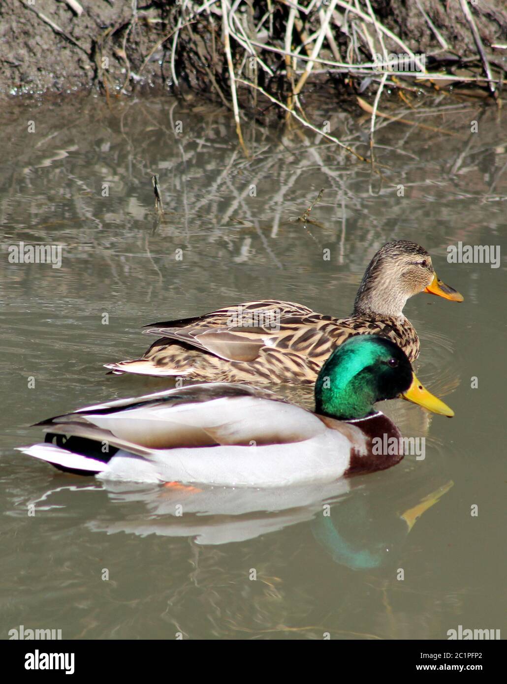 Enten, Paare, Wasservögel Stockfoto