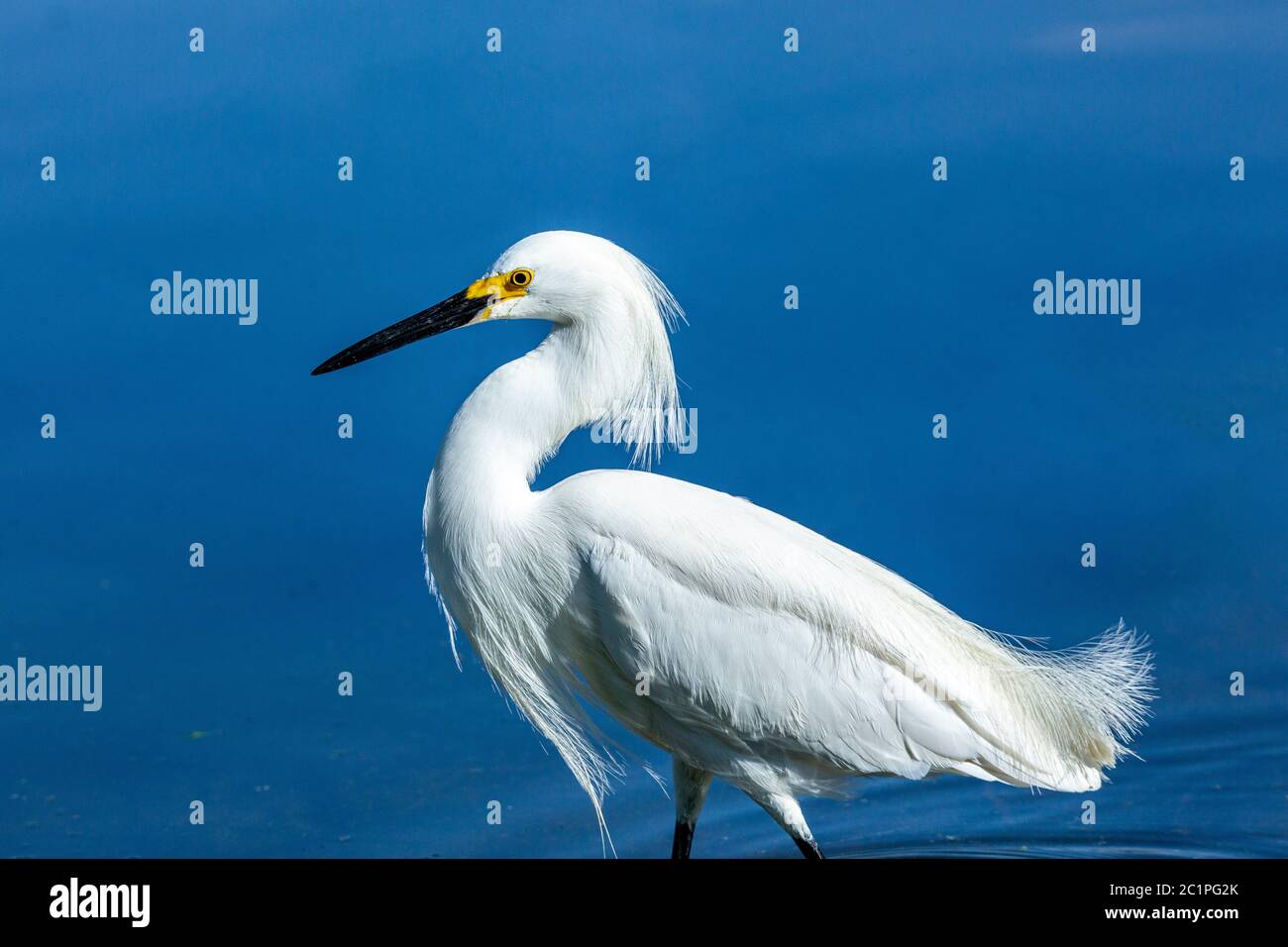 Erwachsene Schneegreiher (Egretta thula) watend im Wasser Stockfoto