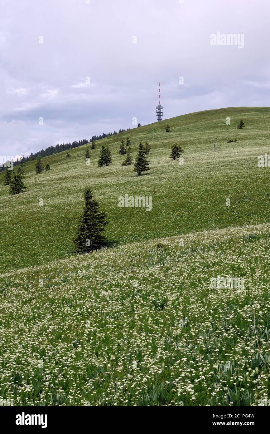 Blick auf den Feldberg über Wiesen mit Bärenwurzel Meum athamanticum Stockfoto