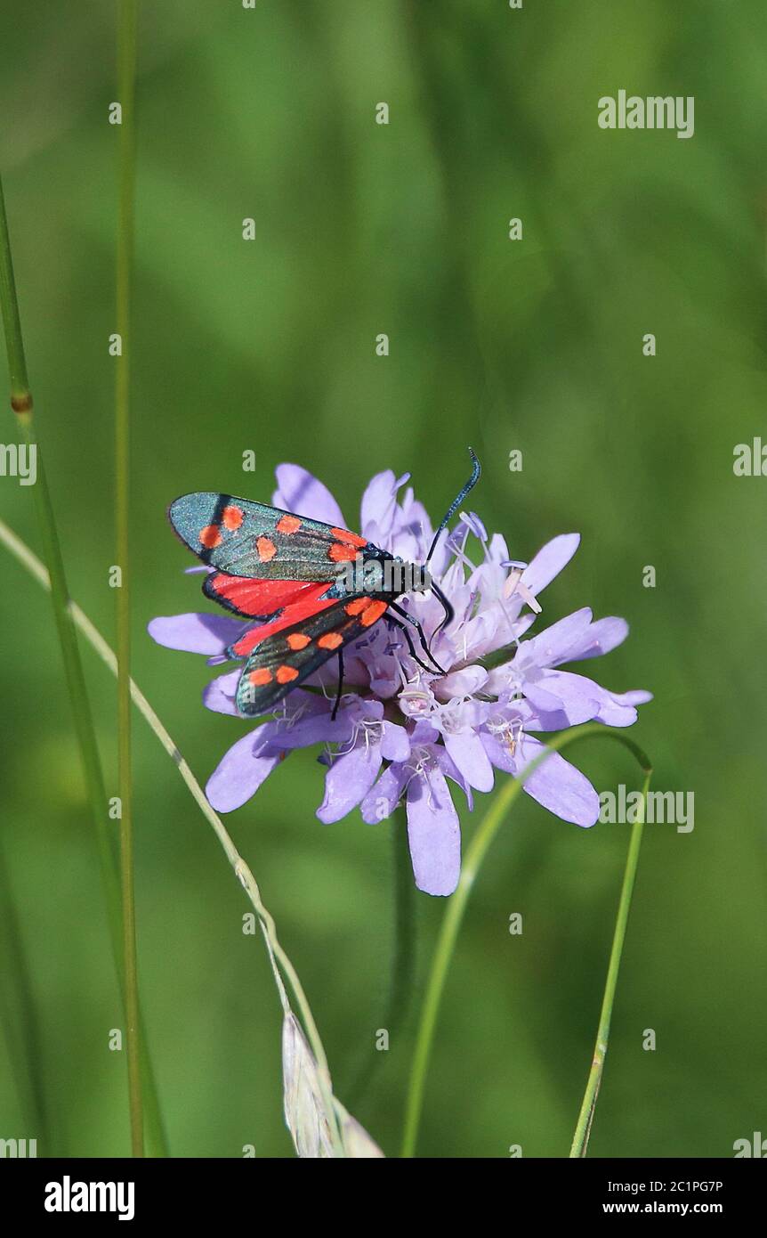 Gewöhnlicher Bluttropfen oder sechsfleckiger roter Widder Zygaena filipendulae von Haselschacher Buck Stockfoto
