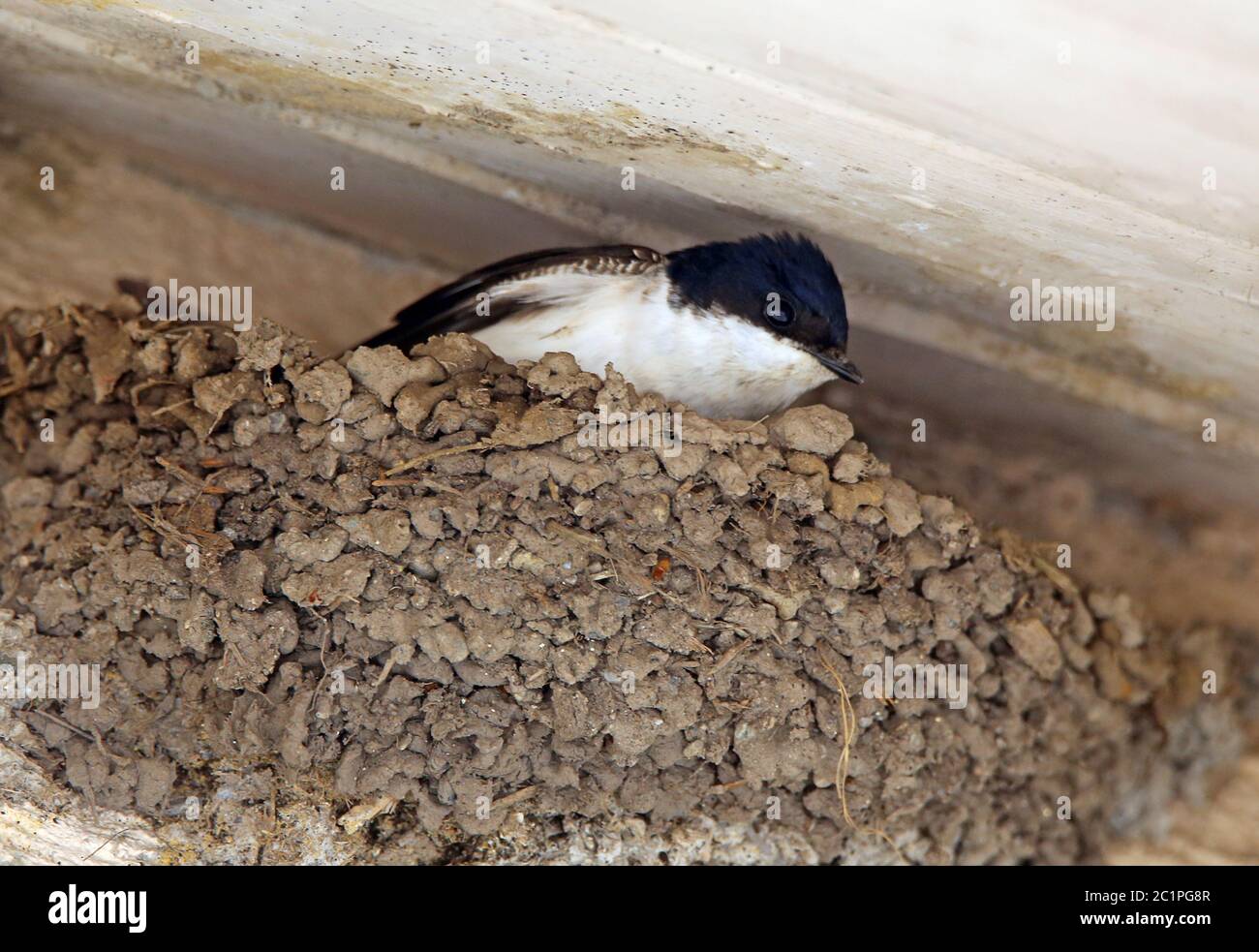 Mehl Seeschwalbe Delichon urbicum im Nest Stockfoto
