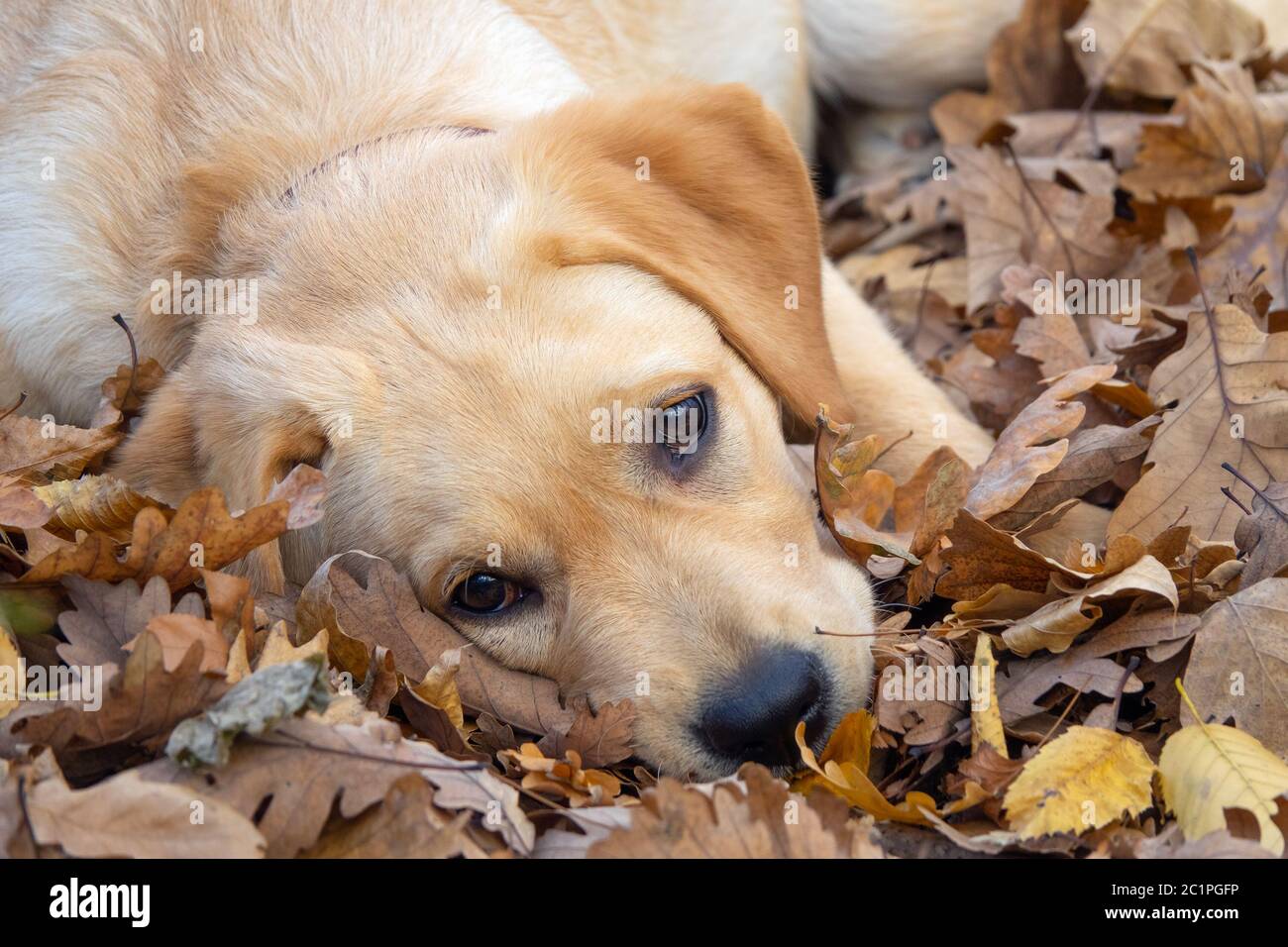 Trauriger Hundehund Labrador liegt im Wald Stockfoto