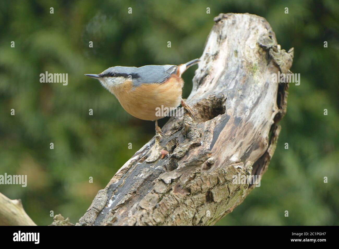 Eurasischer Nuthatch auf der Suche nach Nahrung Stockfoto