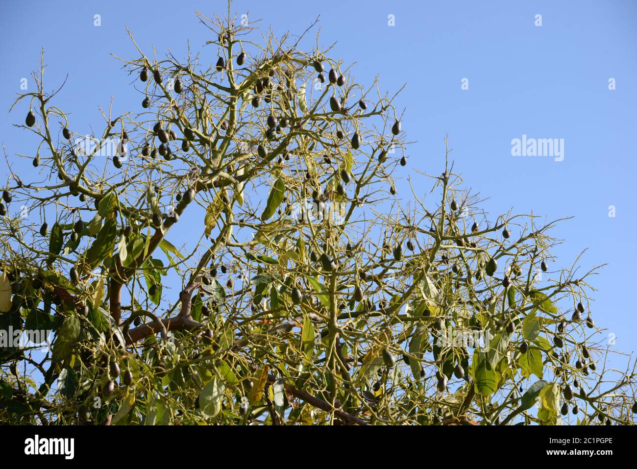 Avocados am Baum in der Provinz Alicante, Costa Blanca, Spanien Stockfoto