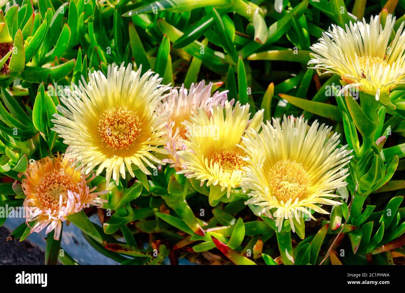 Hottentot-Feige (Carpobrotus edulis) große gelbe Gänseblümchen-ähnliche Blume, die in Südafrika beheimatet ist. Es ist auch als Eispflanze, Autobahneispflanze, saure Feige oder schweineblitz bekannt. Stockfoto