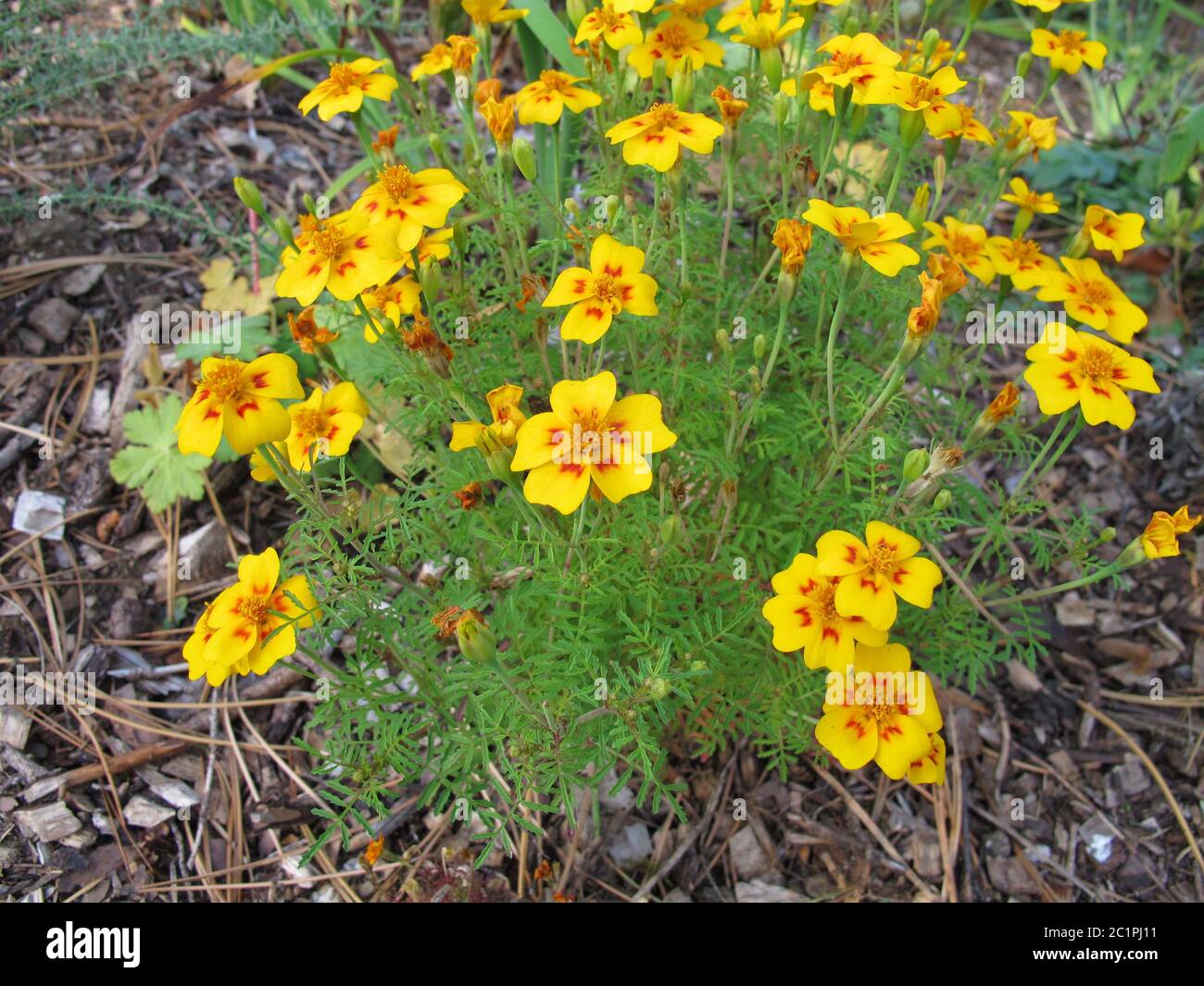 Seget Ringelblume, Tagetes tenuifolia, mit Blütenköpfen in gelben und orangen Farben Stockfoto