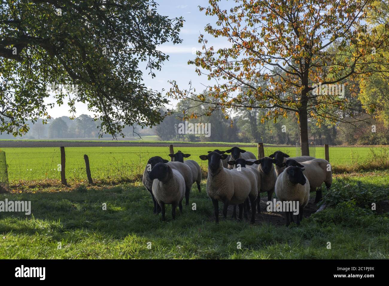 Schafe (Ovis) auf einer Wiese Stockfoto