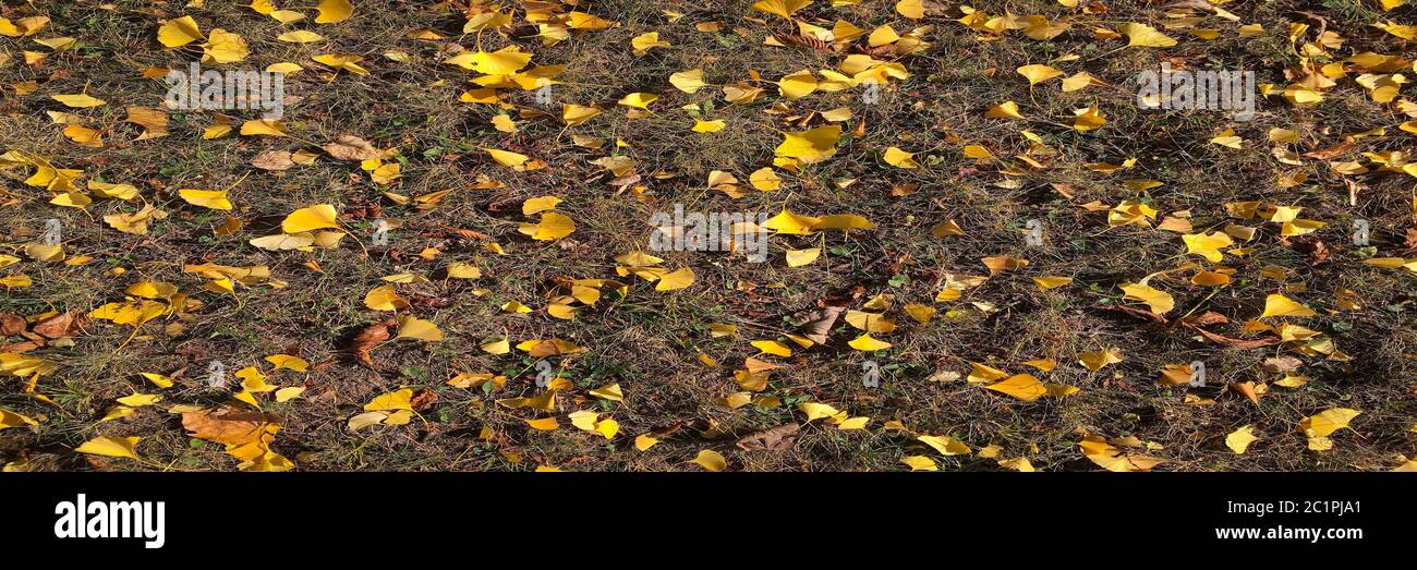 Schöne goldgelbe Ginkgo Blätter fallen auf grünes Gras im Herbst. Stockfoto