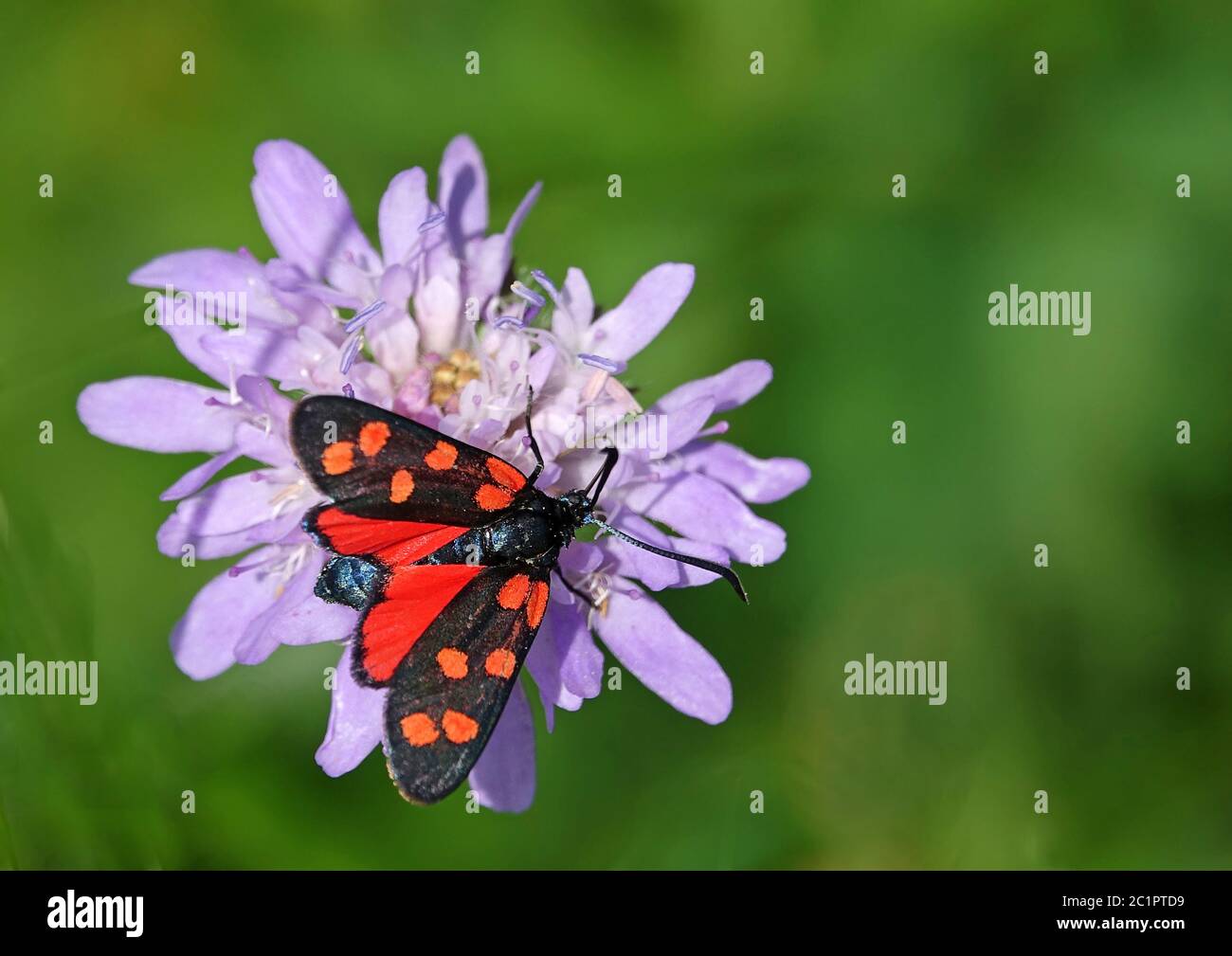 Gewöhnliches Bluttropfen oder sechsfleckiger roter Widder Zygaena filipendulae aus dem Haselschacher Buck im Kaiserstuhl Stockfoto