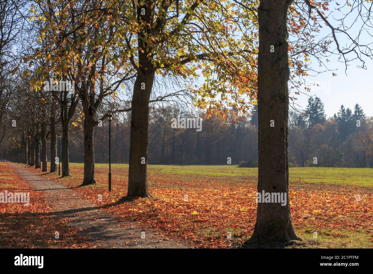 Kastanien Allee, Stimmung Bild, Herbst, november Stockfoto