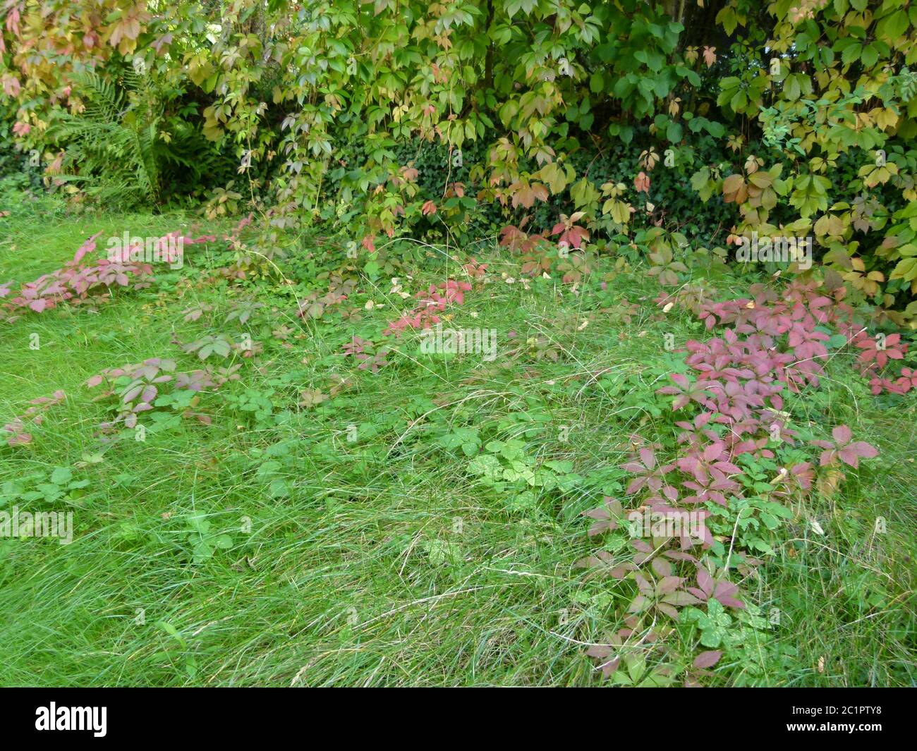 Hausgarten von Efeu überwuchert mit Regentropfen Stockfoto