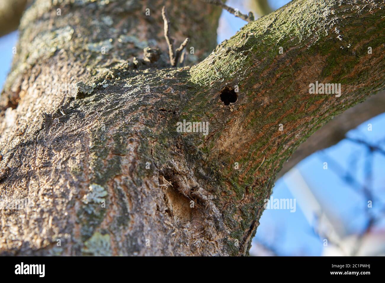 Ein Baum, der von dem asiatischen Langhornkäfer in Magdeburg befallen ist. Stockfoto