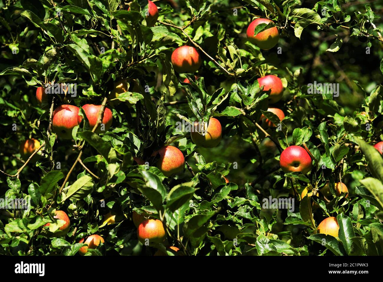 Bio-Äpfel in einem Apfelbaum Stockfoto